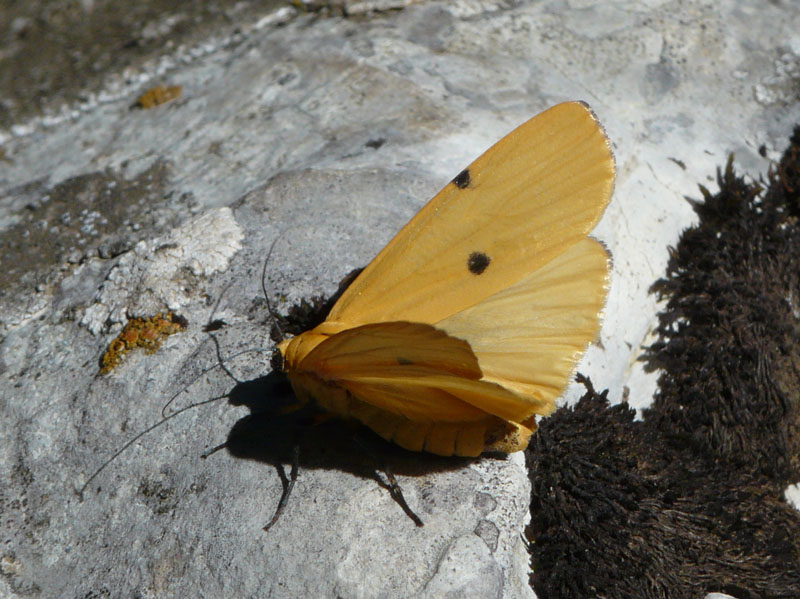 Falena da identificare - Lithosia quadra (femmina)